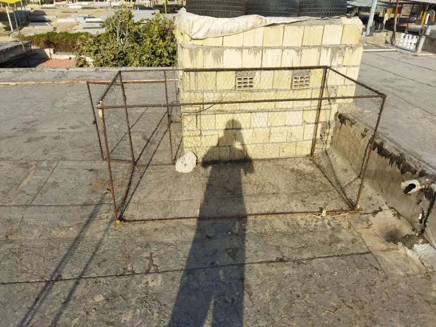 معاوضه با کبوتر رنگی|پرنده|اهواز, منبع اب|دیوار