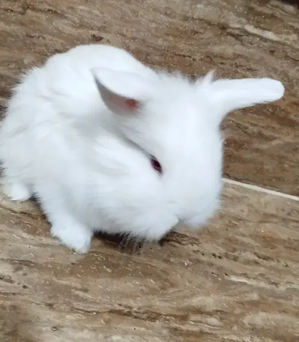 بچه خرگوش لپ فرانسوی|موش و خرگوش|یزد, |دیوار