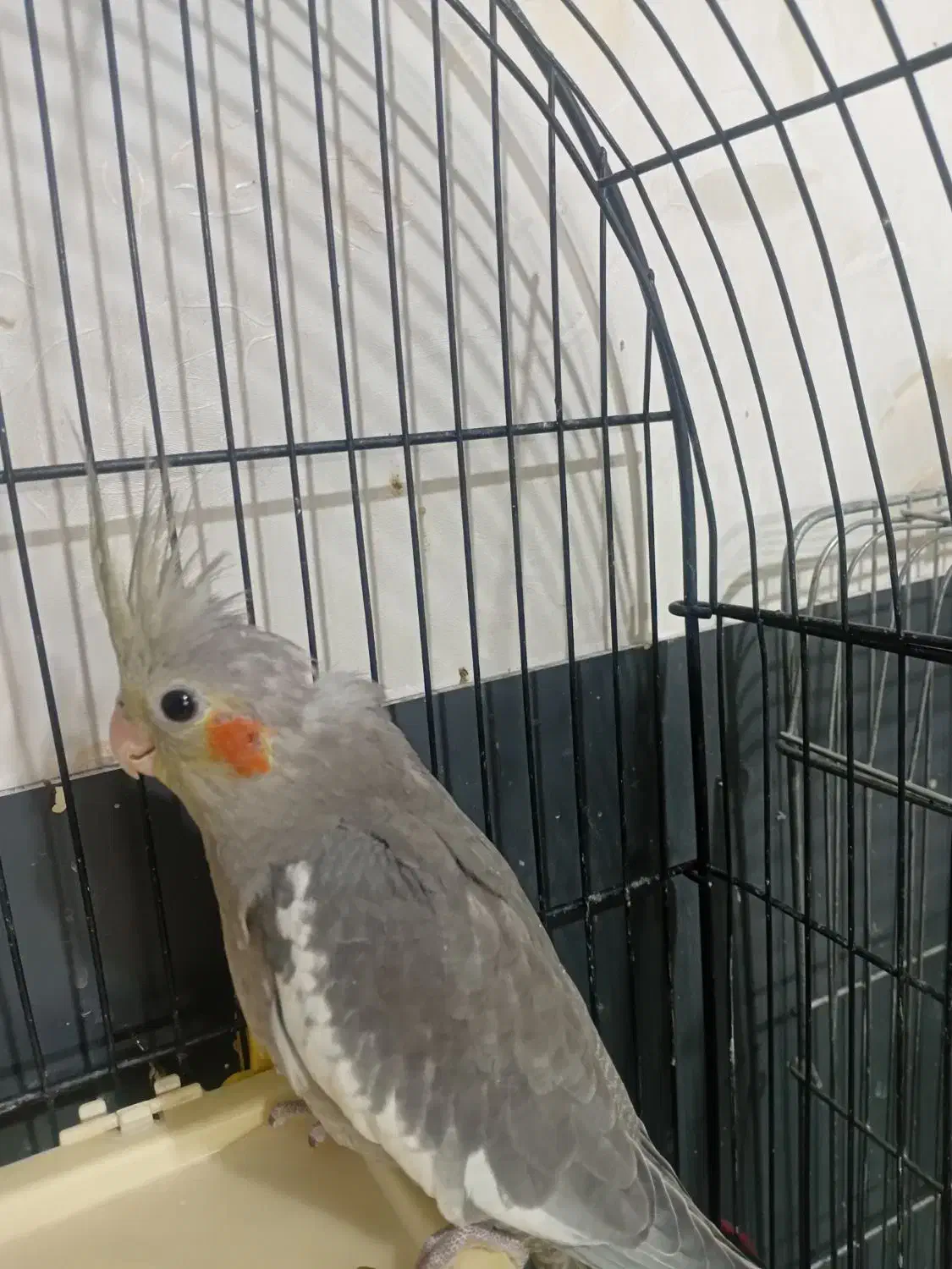 جوجه عروس هلندی دو ماهه دون خور|پرنده|آفتاب, |دیوار