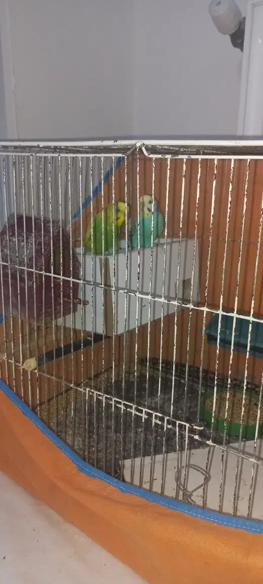 مرغ عشق|پرنده|شاهین‌شهر, گزبرخوار|دیوار