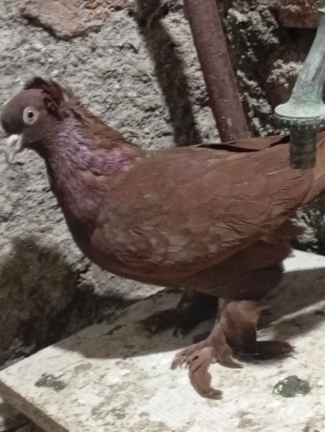 ککیلی|پرنده|اردبیل, |دیوار