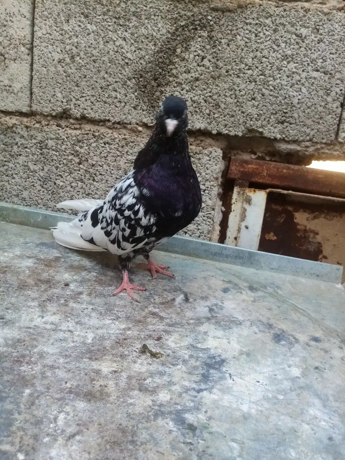 توقی کله سیاه|پرنده|اهواز, رسالت|دیوار