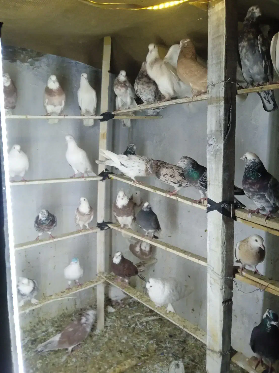 کفتر و کبوتر زمینی و پرشی|پرنده|اسلام‌شهر, شهرک مفیدی|دیوار