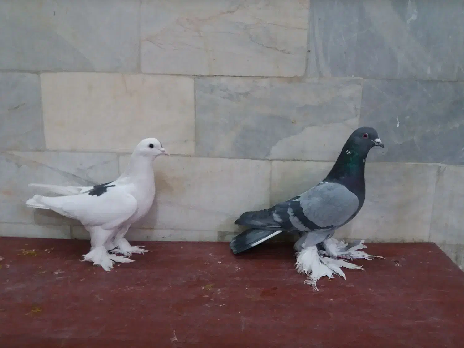 یاهو زیبا|پرنده|بهار, |دیوار