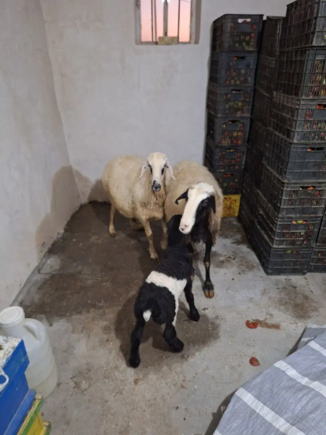 فروش سه عدد بره نر پلواری و دوعد میش بره|حیوانات مزرعه|مشهد مرغاب, |دیوار