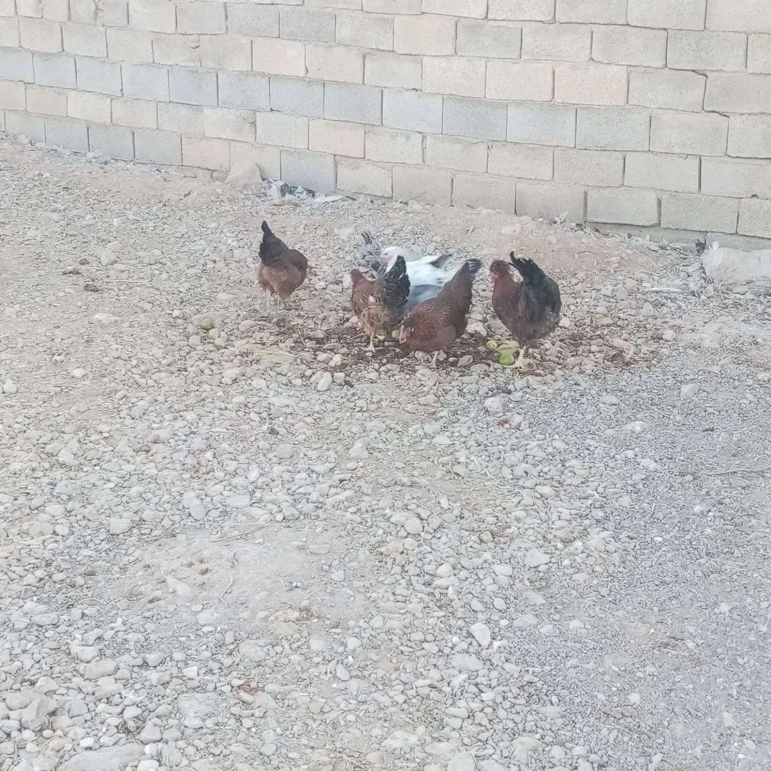 مرغ جوان|حیوانات مزرعه|مرودشت, تخت جمشید|دیوار