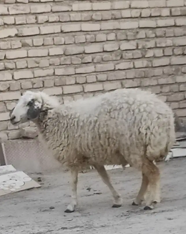 میش|حیوانات مزرعه|سراوان, |دیوار