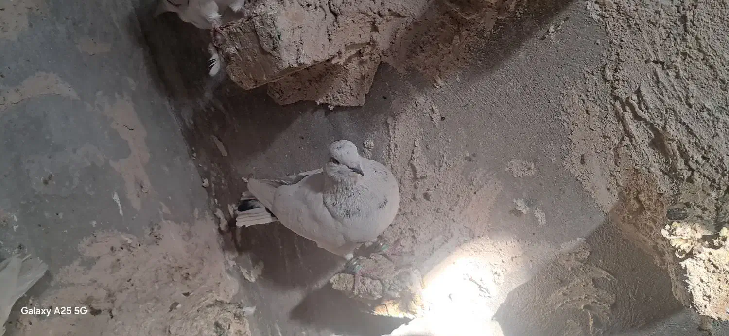 کیوتر تهرونی یا شیخ شیرازی|پرنده|شیراز, وزیرآباد|دیوار