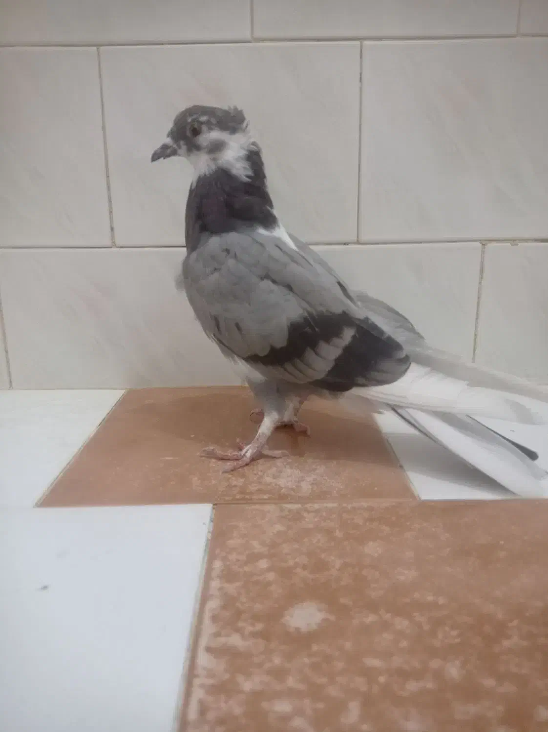 کبوترگرفتنی|پرنده|نقده, |دیوار