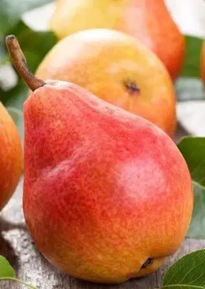 تولید نهال گلابی فورل|خدمات باغبانی و درختکاری|تربت‌حیدریه, میدان مرکزی|دیوار