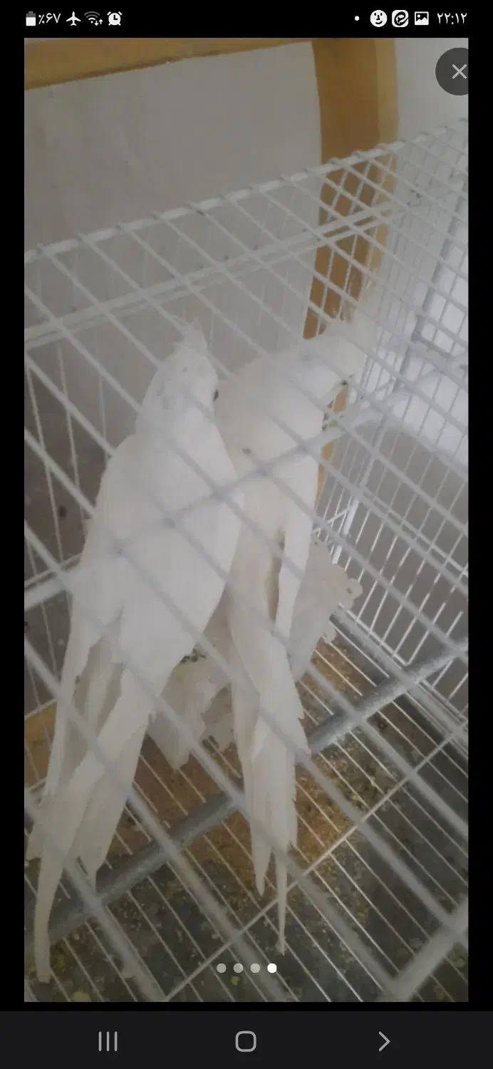 عروس هلندی البینو مولد|پرنده|فردوس (خراسان), |دیوار