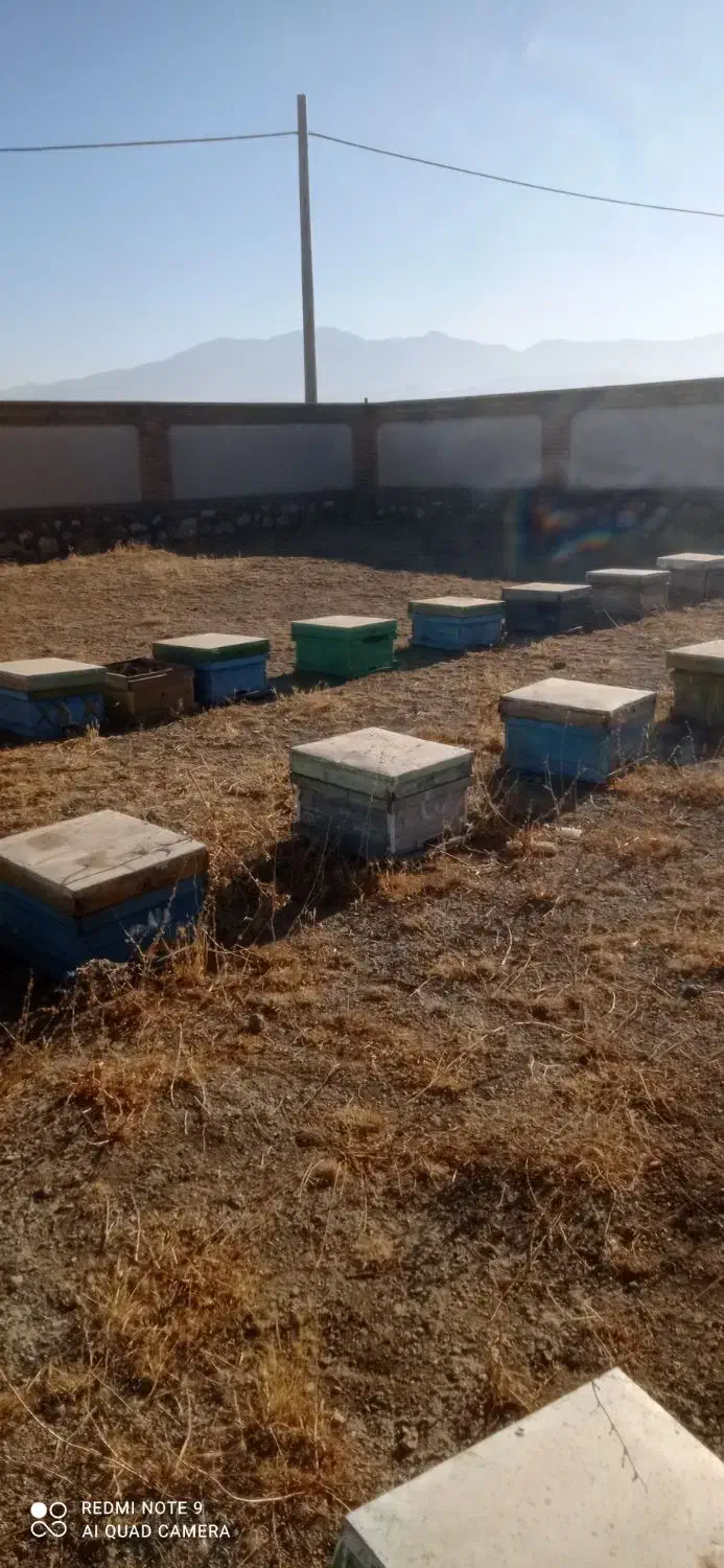 کندو خالی|لوازم جانبی حیوانات|خزل, |دیوار