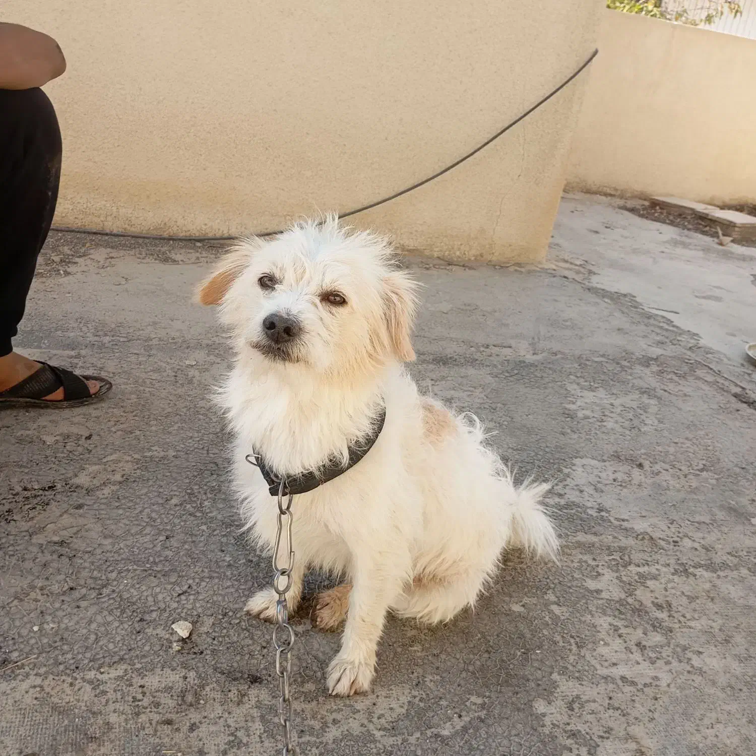 سگ خانگی|سگ|یاسوج, |دیوار