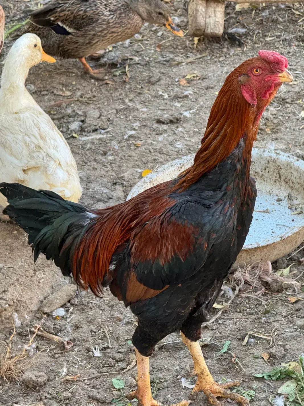 خروس لاری/خروس/مرغ محلی/مرغ لاری/اردک|حیوانات مزرعه|هشتگرد, فاز ۳ مهستان|دیوار