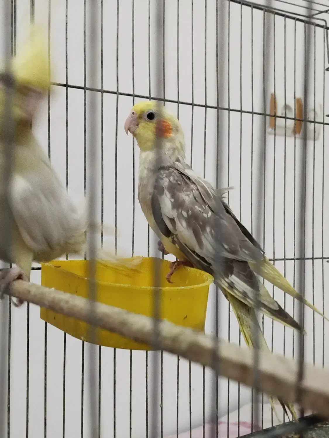 عروس هلندی|پرنده|گرگان, |دیوار