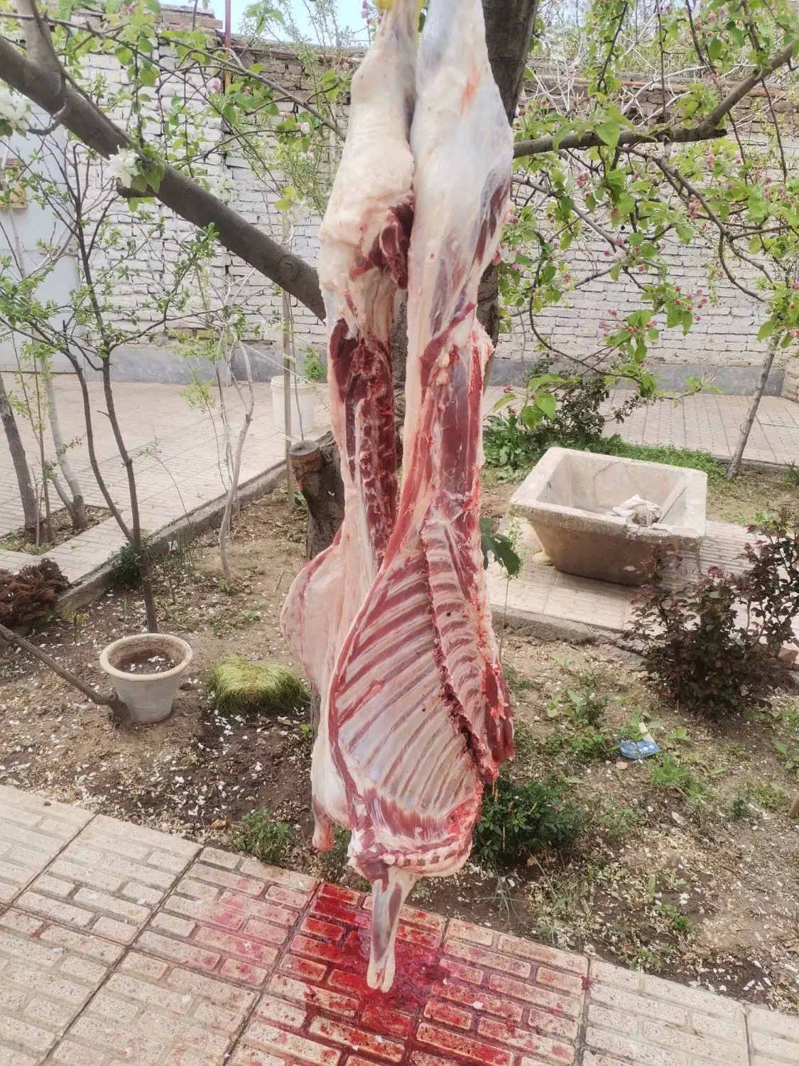 ذبح و سلاخی گوسفند. مرند وحومه|خدمات پذیرایی، مراسم|مرند, |دیوار