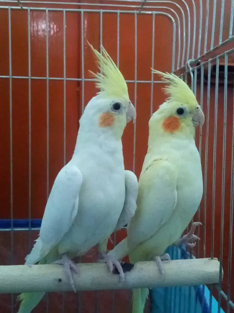 عروس هلندی|پرنده|لامرد, |دیوار