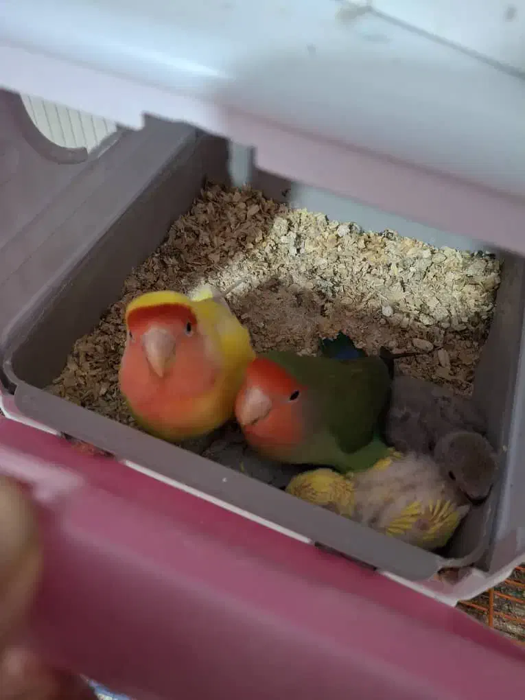 جفت طوطی برزیلی صورت هلویی مولد با جوجه|پرنده|محمدشهر, محمدشهر|دیوار