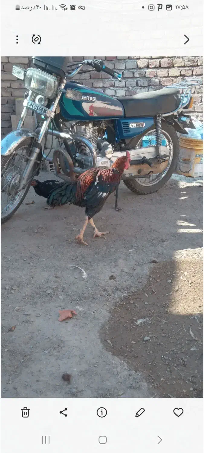 خروس|پرنده|درمیان, |دیوار