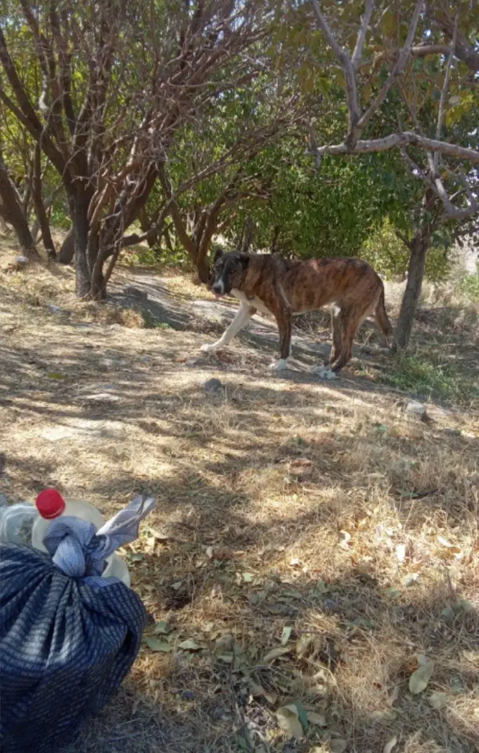 سگ ماده|سگ|نوبران, |دیوار