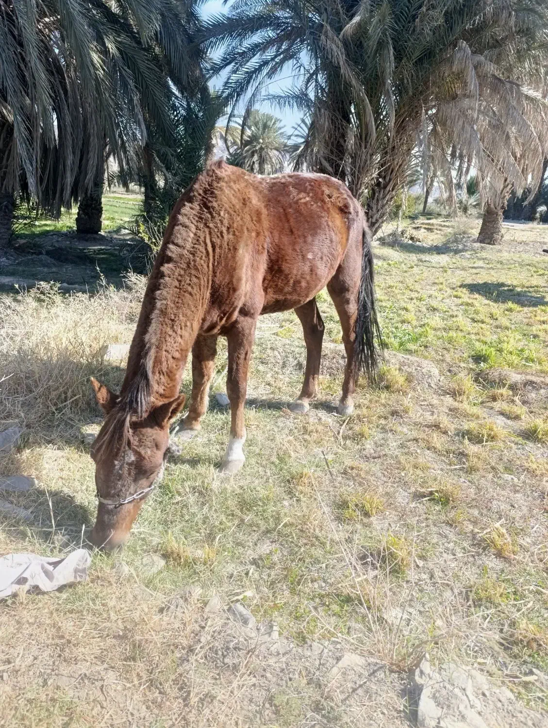 اسب|اسب و تجهیزات اسب‌سواری|سراوان, |دیوار