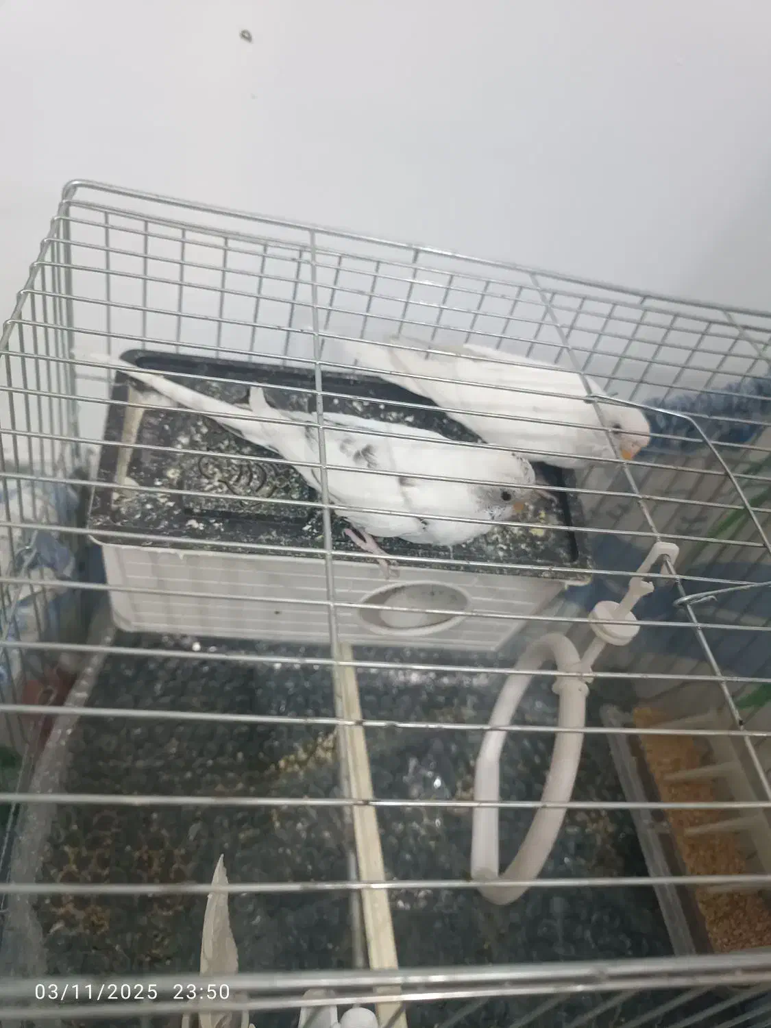 مرغ عشق مولد|پرنده|پاکدشت, پاکدشت (مامازند)|دیوار