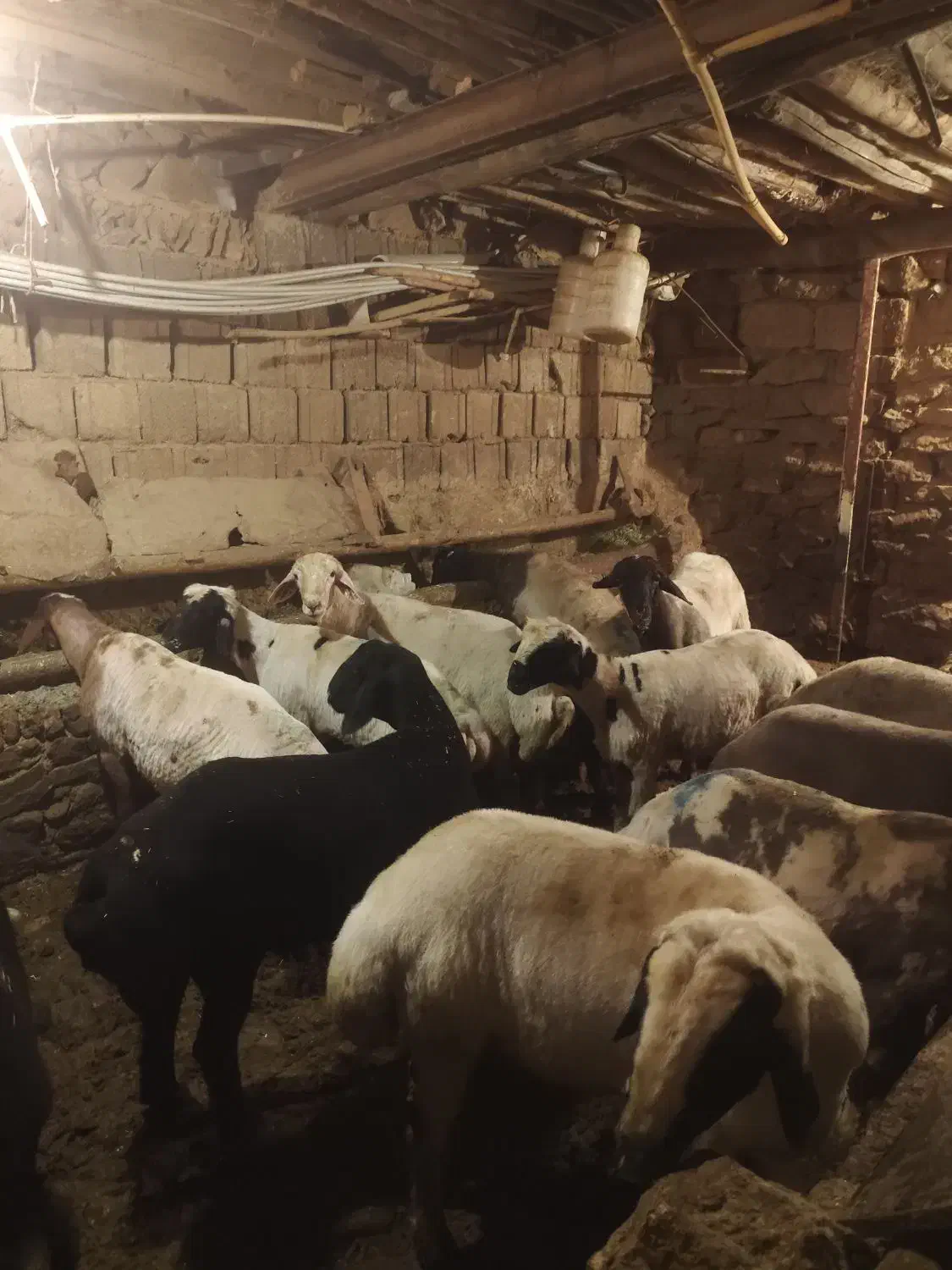 گوسفندبره نروماده  گوشتی  درجه 1|حیوانات مزرعه|سنندج, |دیوار