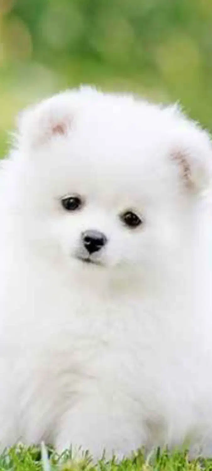 سگ پیدا شده|حیوانات|اصفهان, بهارستان|دیوار