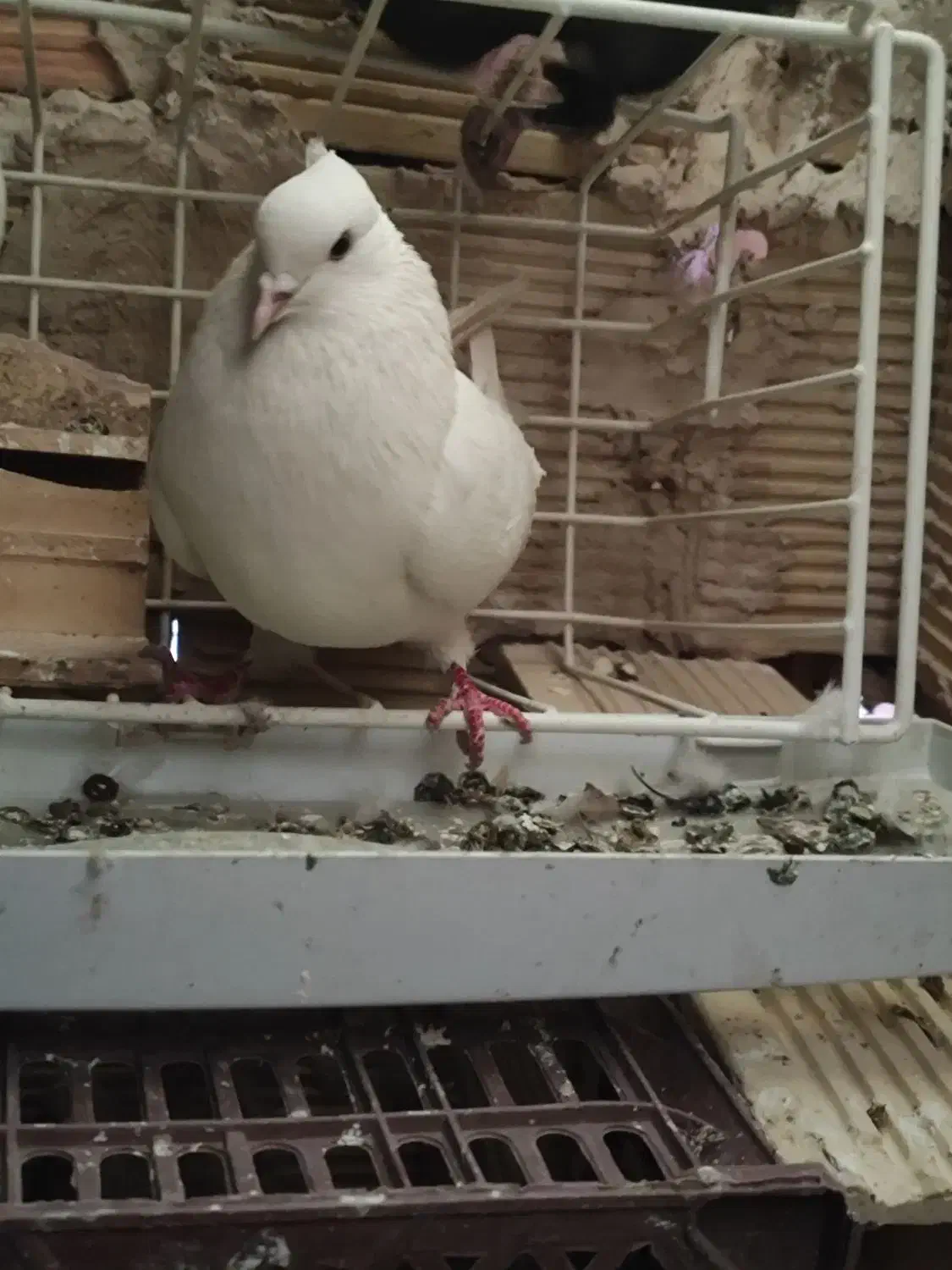 کبوتر|پرنده|بومهن, |دیوار