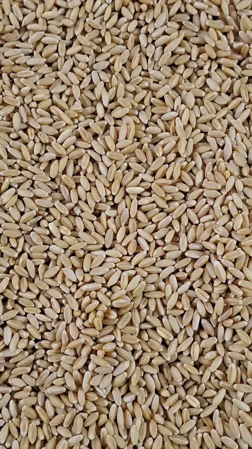 گندم بذر درجه 1|خوردنی و آشامیدنی|سمیرم, |دیوار