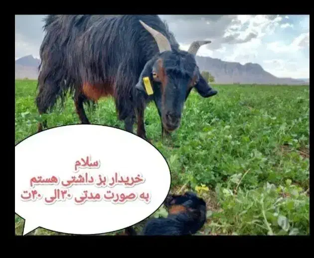 بز داشتی جون|حیوانات مزرعه|شیراز, شاهچراغ|دیوار