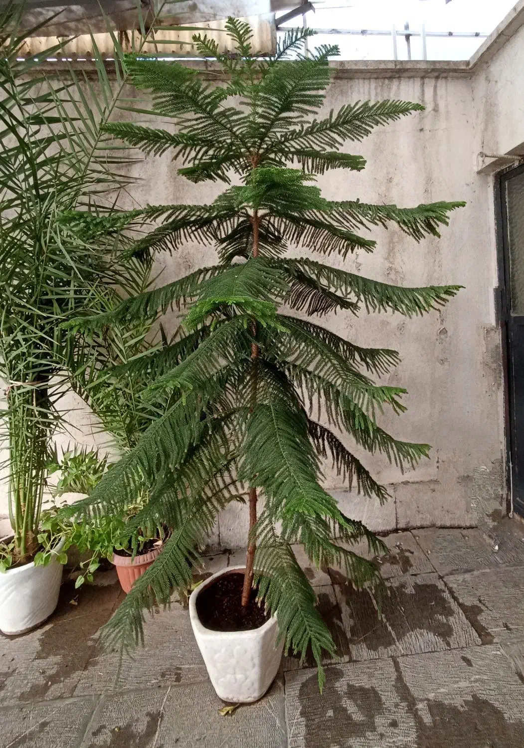 درخت کاج مطبق|گل و گیاه طبیعی|تهران, سلسبیل شمالی|دیوار