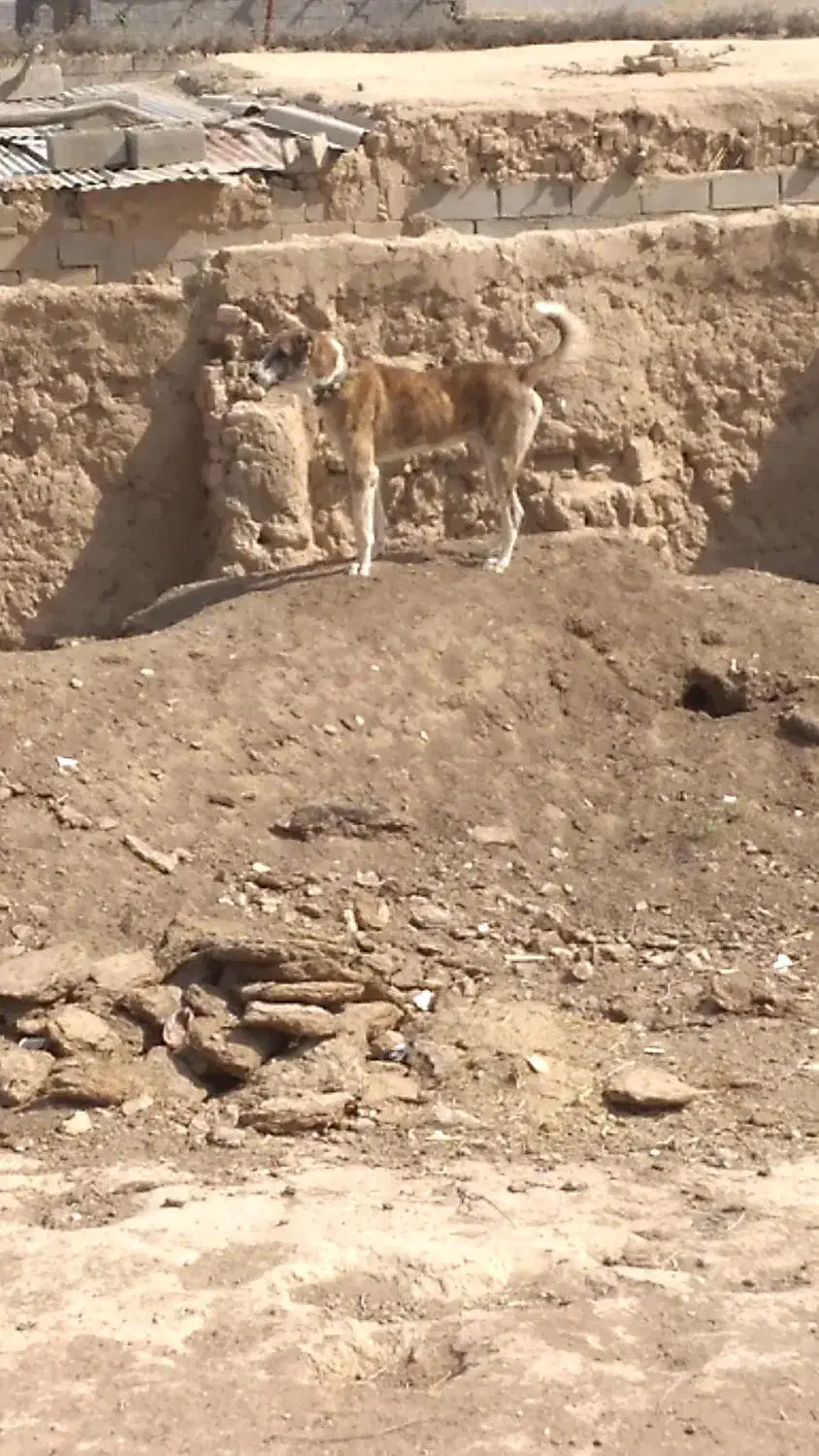 سگ گله|سگ|رضویه, |دیوار