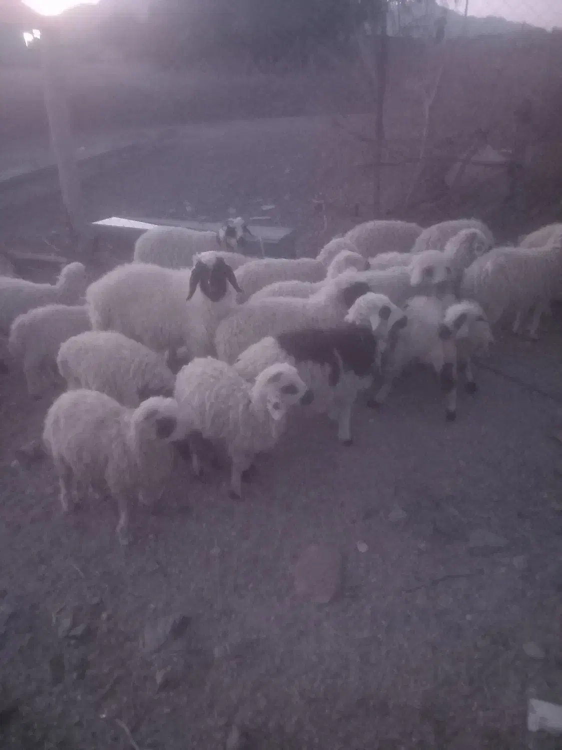 بره نر|حیوانات مزرعه|جیرفت, |دیوار