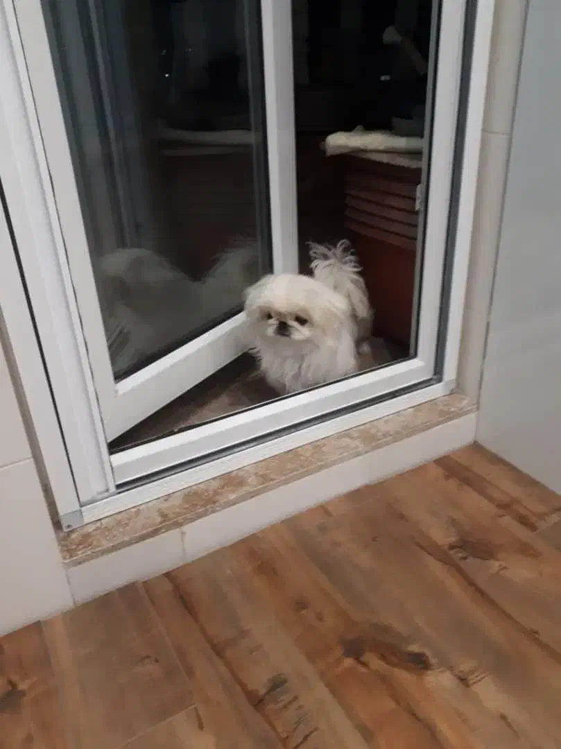 سگ پکینز|سگ|شیراز, دشت چنار|دیوار