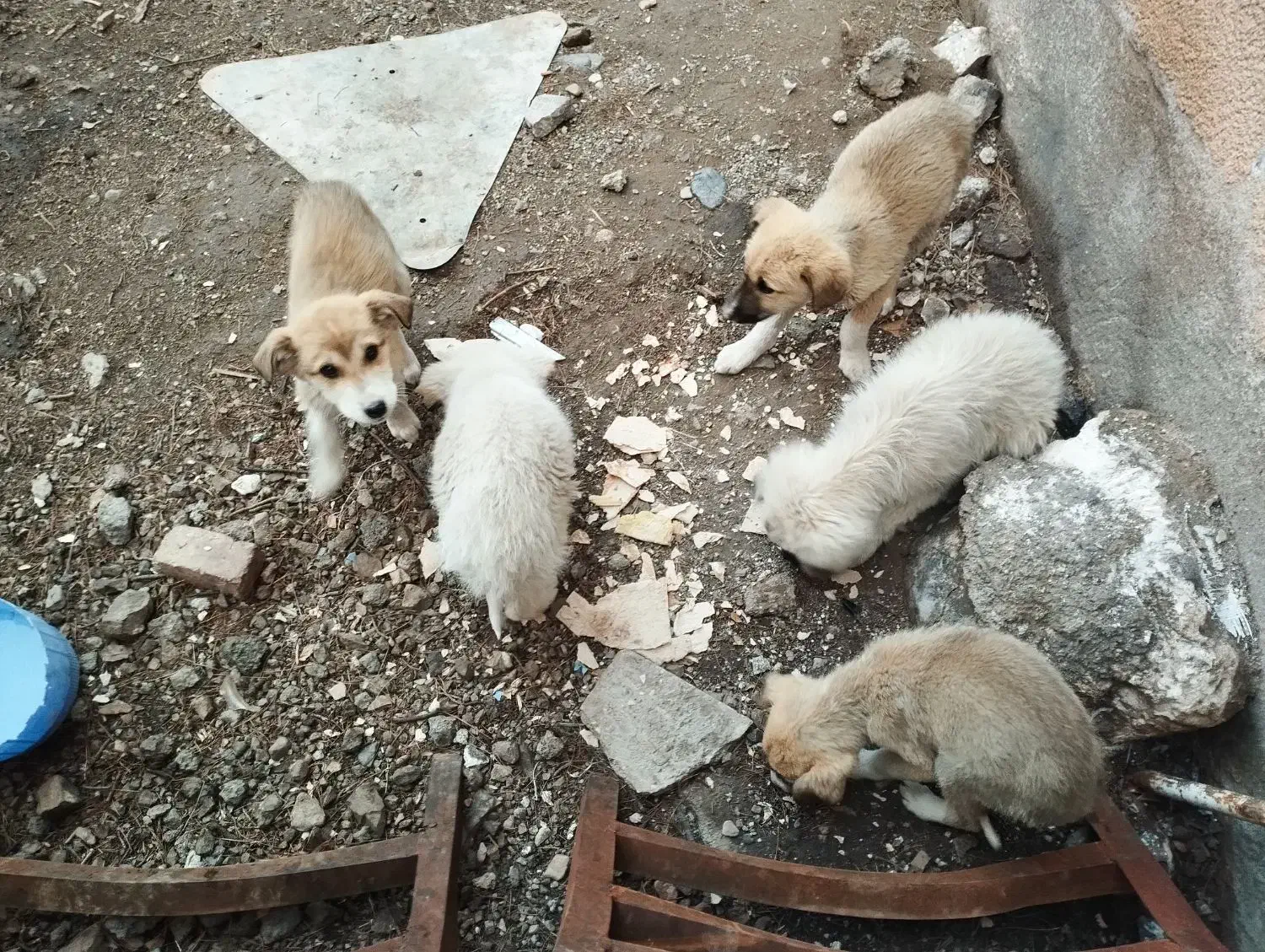 سگ بازی گوش|سگ|سده (خراسان جنوبی), |دیوار