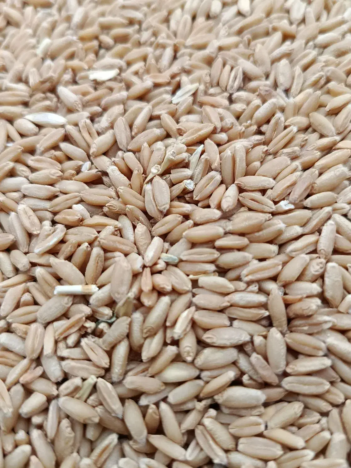 گندم دیم برای بذر گندم منطقه سیلاخور|حیوانات مزرعه|سیلاخور, |دیوار