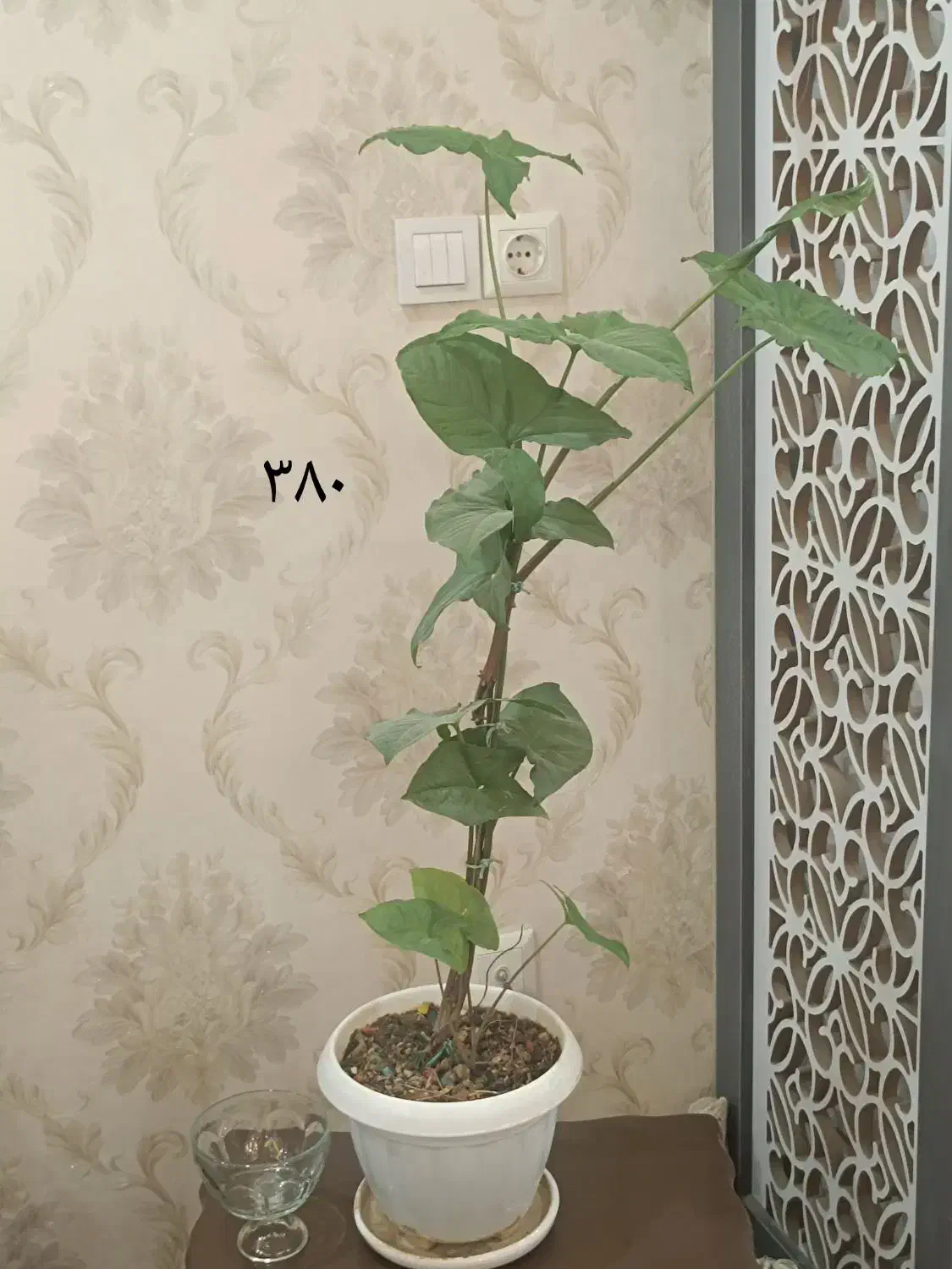 گلهای طبیعی شیک همراه با قیمت درج شده|گل و گیاه طبیعی|بجنورد, |دیوار