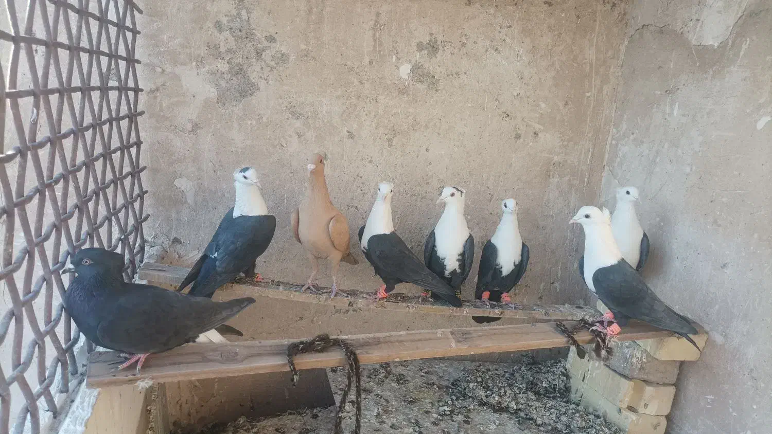 کبوتر۸تا  کلاغ کربلایی. ماده|پرنده|جلگه رخ, |دیوار