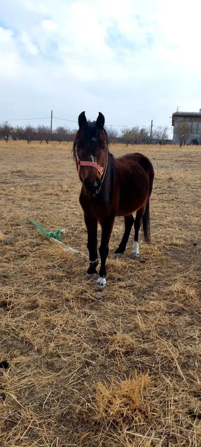 اسب نر|اسب و تجهیزات اسب‌سواری|ترکمانچای, |دیوار