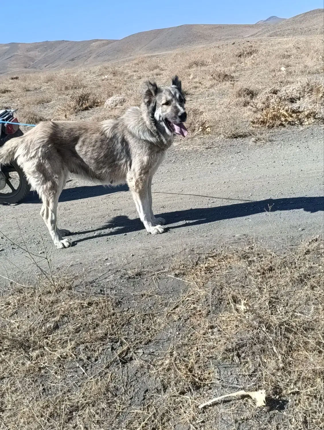 سگ سرابی|سگ|ملایر, |دیوار