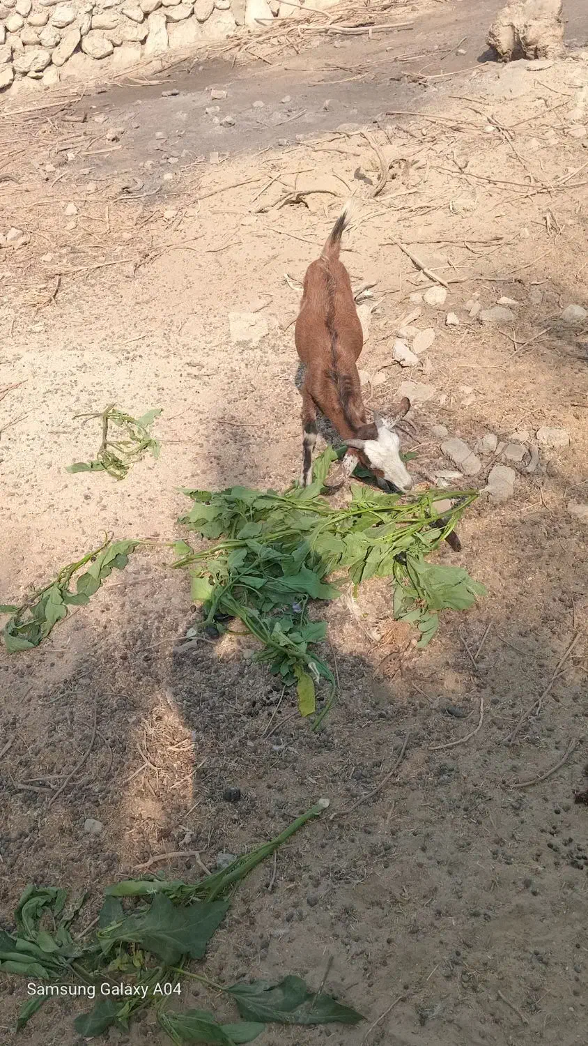 سه عدد کهر نر و سه عدد گیسه ویک عدد بز آبستن|حیوانات مزرعه|بندرعباس, |دیوار