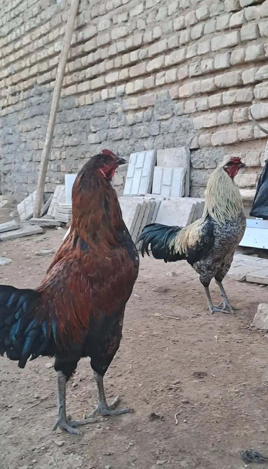 خروس جوان|حیوانات مزرعه|شیروان (خراسان), |دیوار