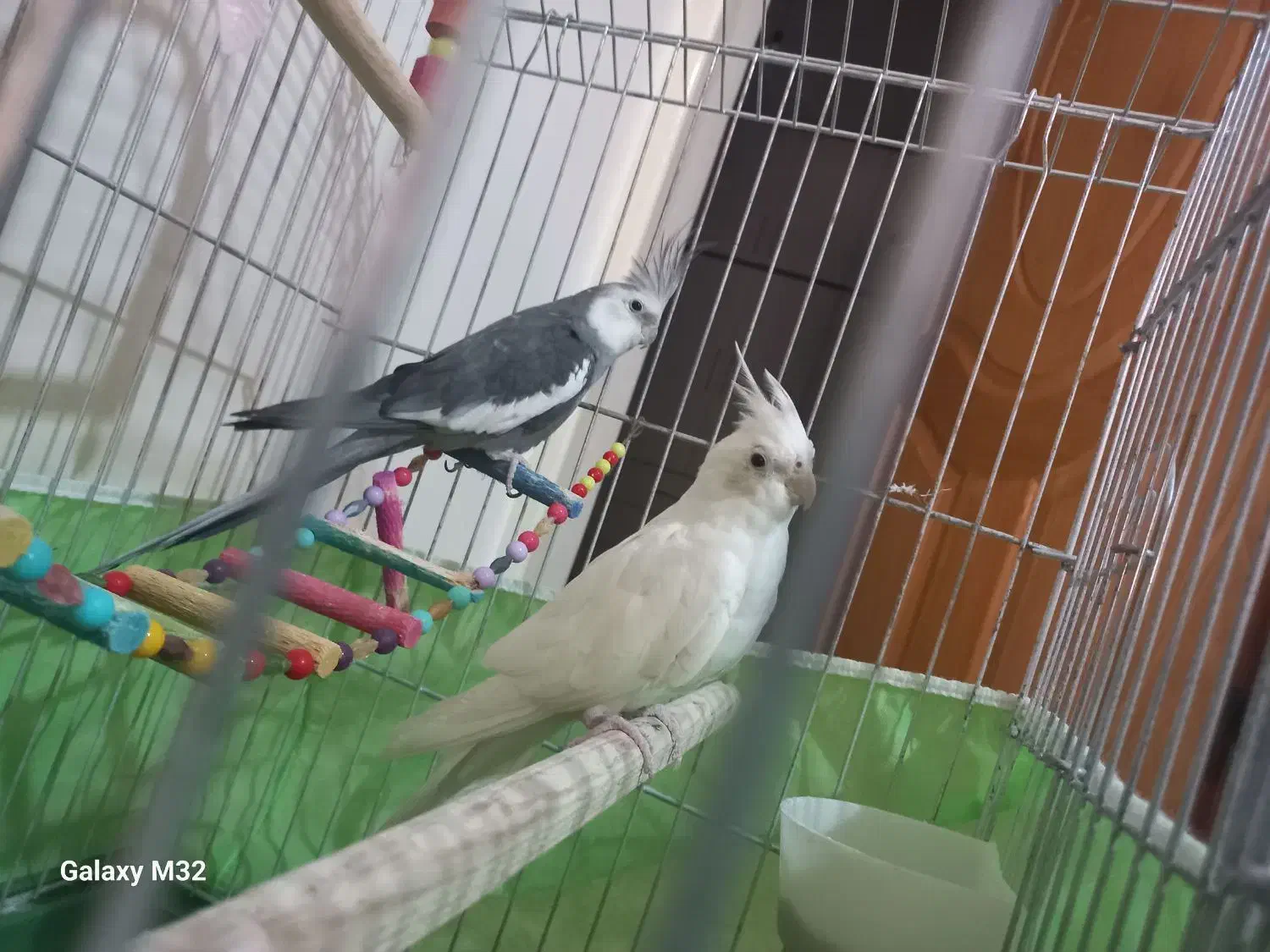 عروس هلندی|پرنده|همدان, |دیوار