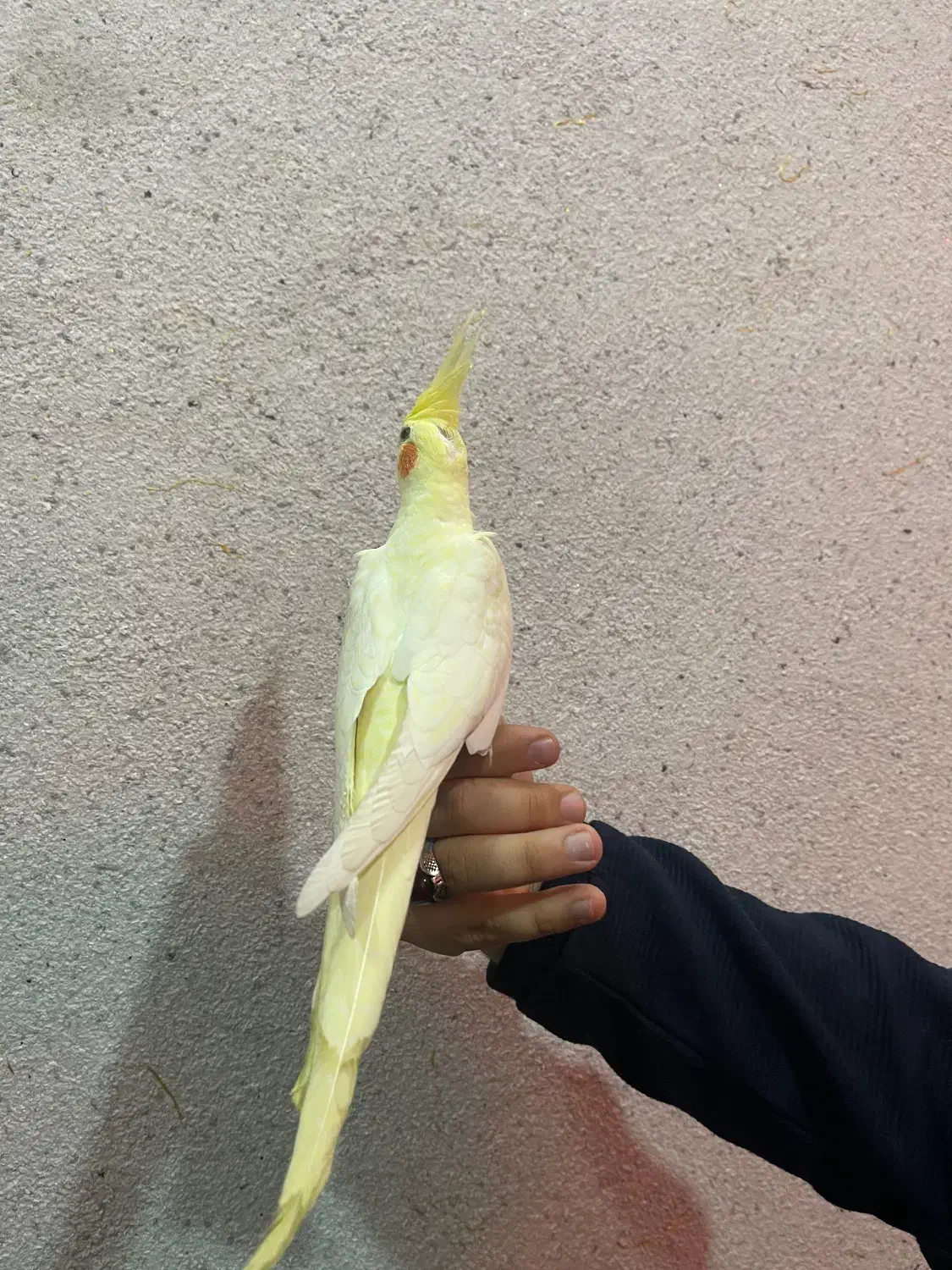 عروس هلندی|پرنده|باسمنج, |دیوار