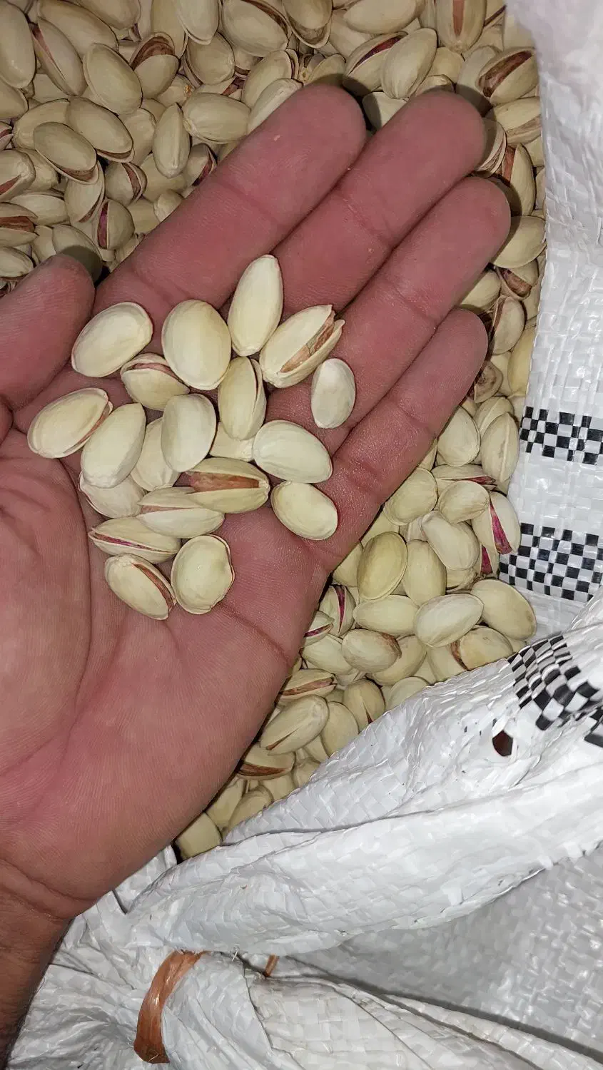 پسته احمد اقایی درجه یک|خوردنی و آشامیدنی|مرودشت, گندم‎|دیوار