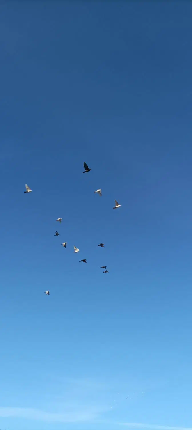 کفتر|پرنده|فاروج, |دیوار