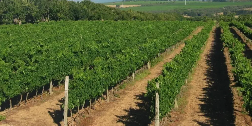 باغبانی|خدمات باغبانی و درختکاری|ارومیه, |دیوار