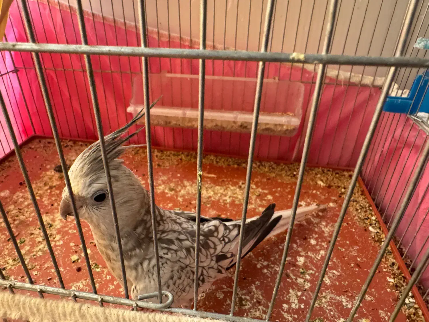 پرنده|پرنده|فراشبند, |دیوار