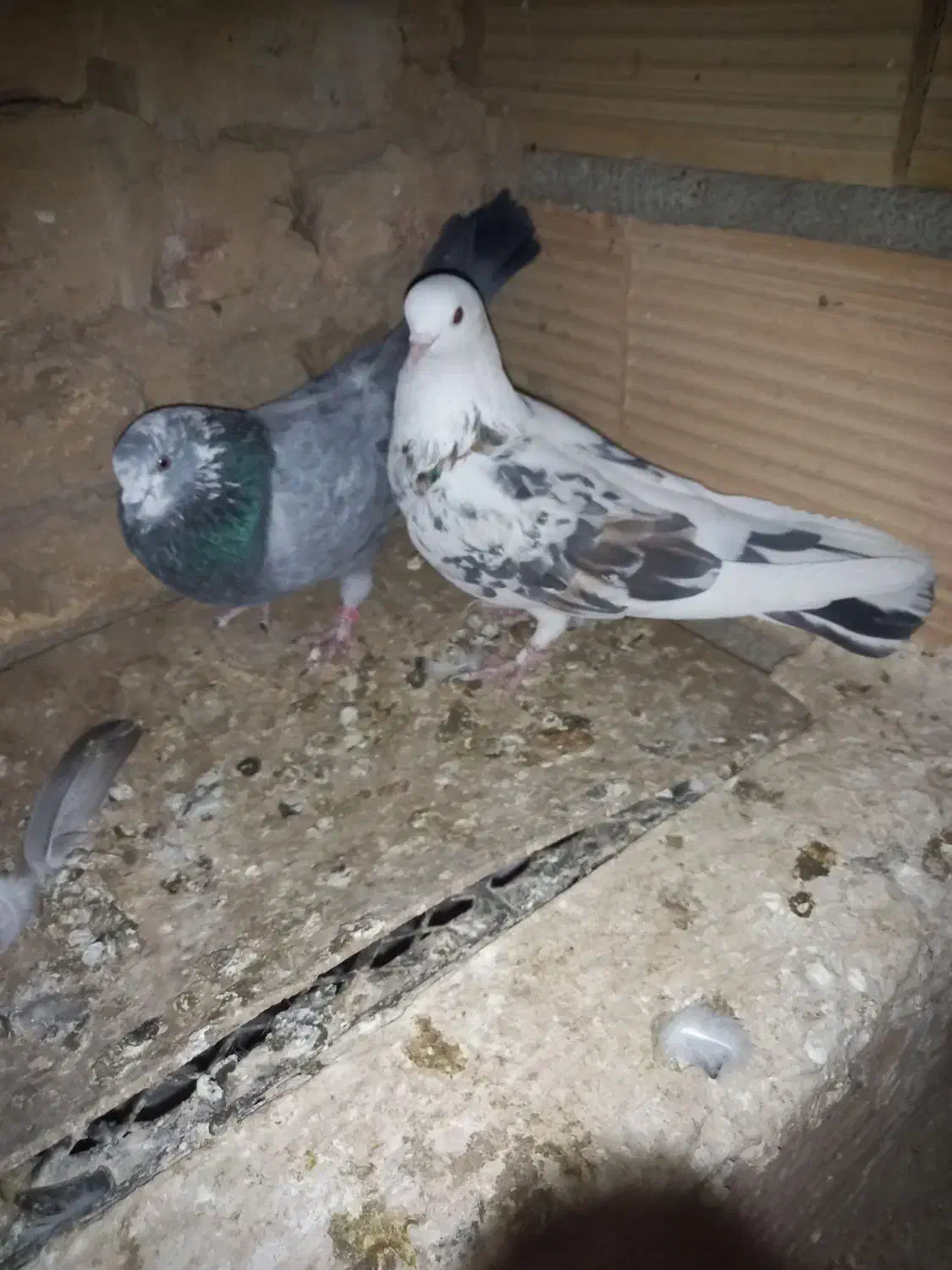 کبوترپرشی|پرنده|پاکدشت, پاکدشت (مامازند)|دیوار